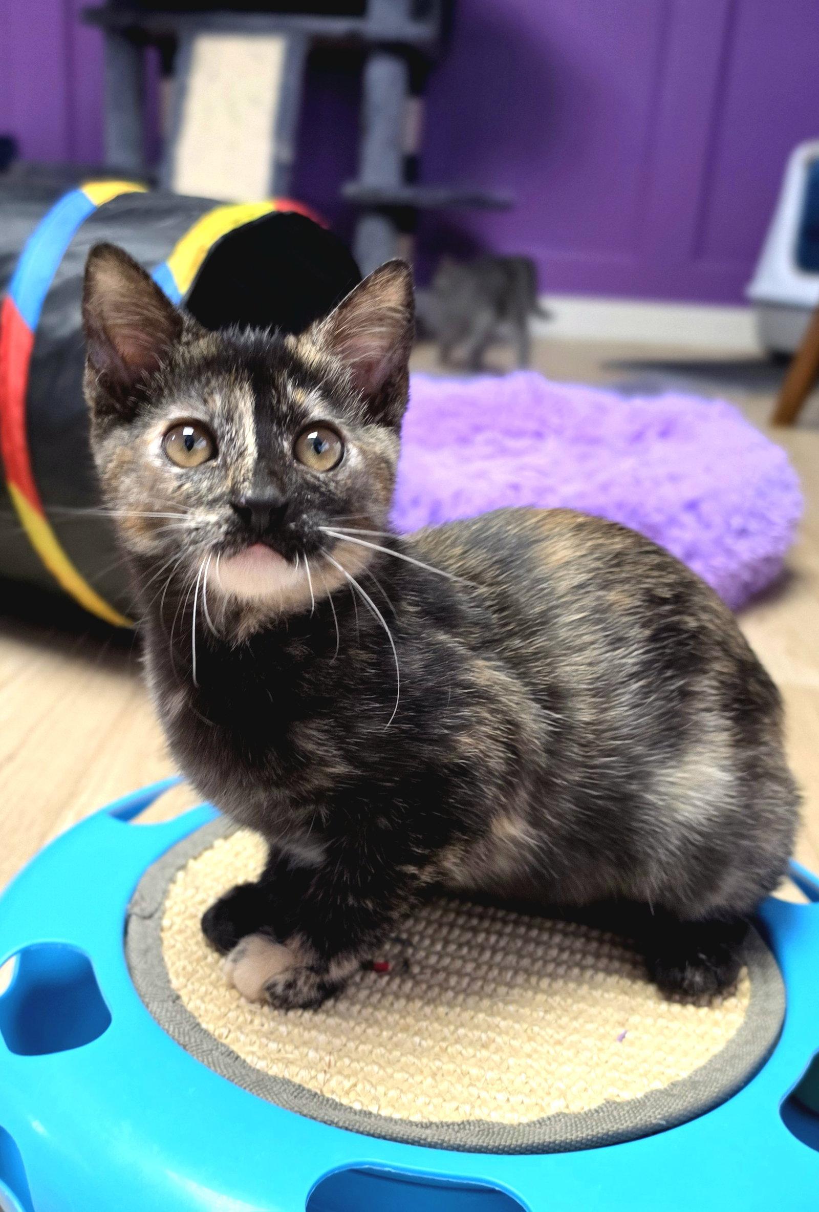 Enlarge Raven, a Adoptable mixed breed in Campbell, CA image 3/3