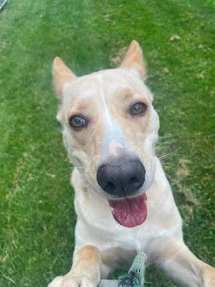 Nova, Adoptable, Adult Female Labrador Retriever & Mixed Breed.