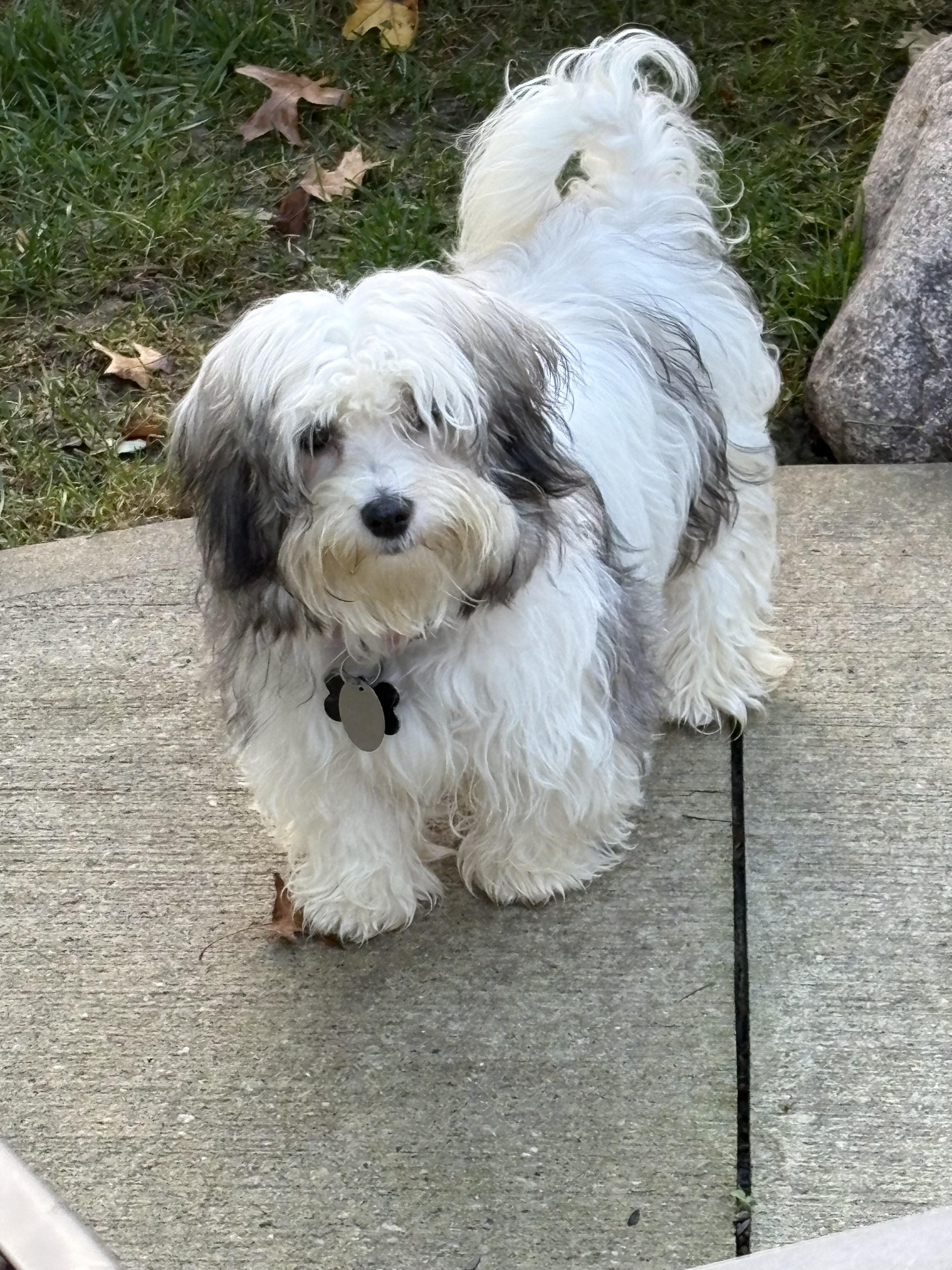 Daisy in Avon Lake, Ohio, Adoptable, Puppy Female Havanese.