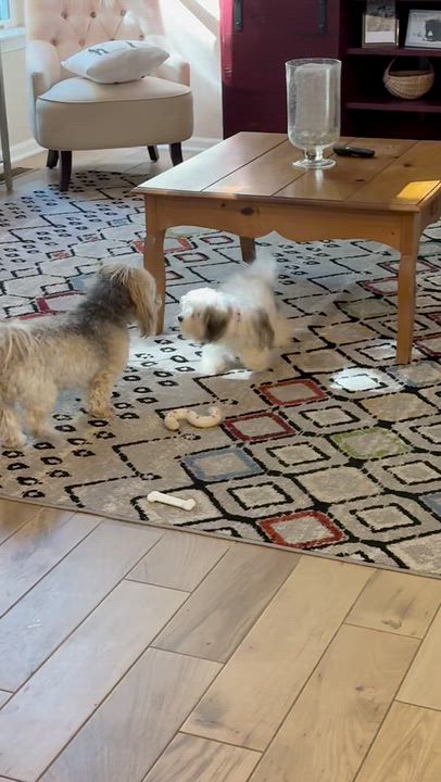 Enlarge Daisy in Avon Lake, Ohio, a Adoptable Havanese in Avon Lake, OH video 6/6