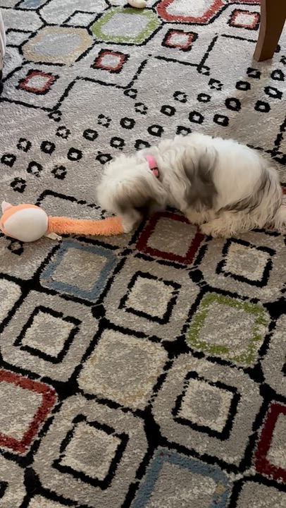 Enlarge Daisy in Avon Lake, Ohio, a Adoptable Havanese in Avon Lake, OH video 2/6