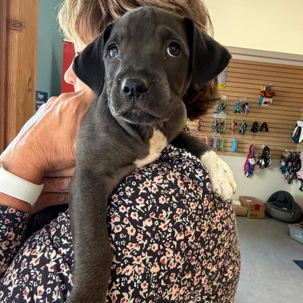 Oreo, a Adoptable Mixed Breed in Morrisville, VT image 1/4