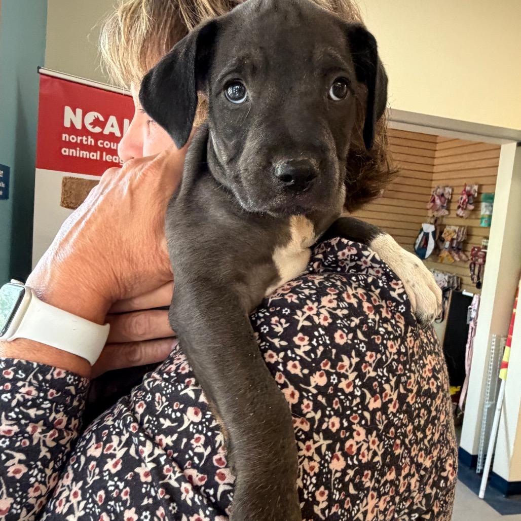 Oreo, a Adoptable Mixed Breed in Morrisville, VT image 2/4