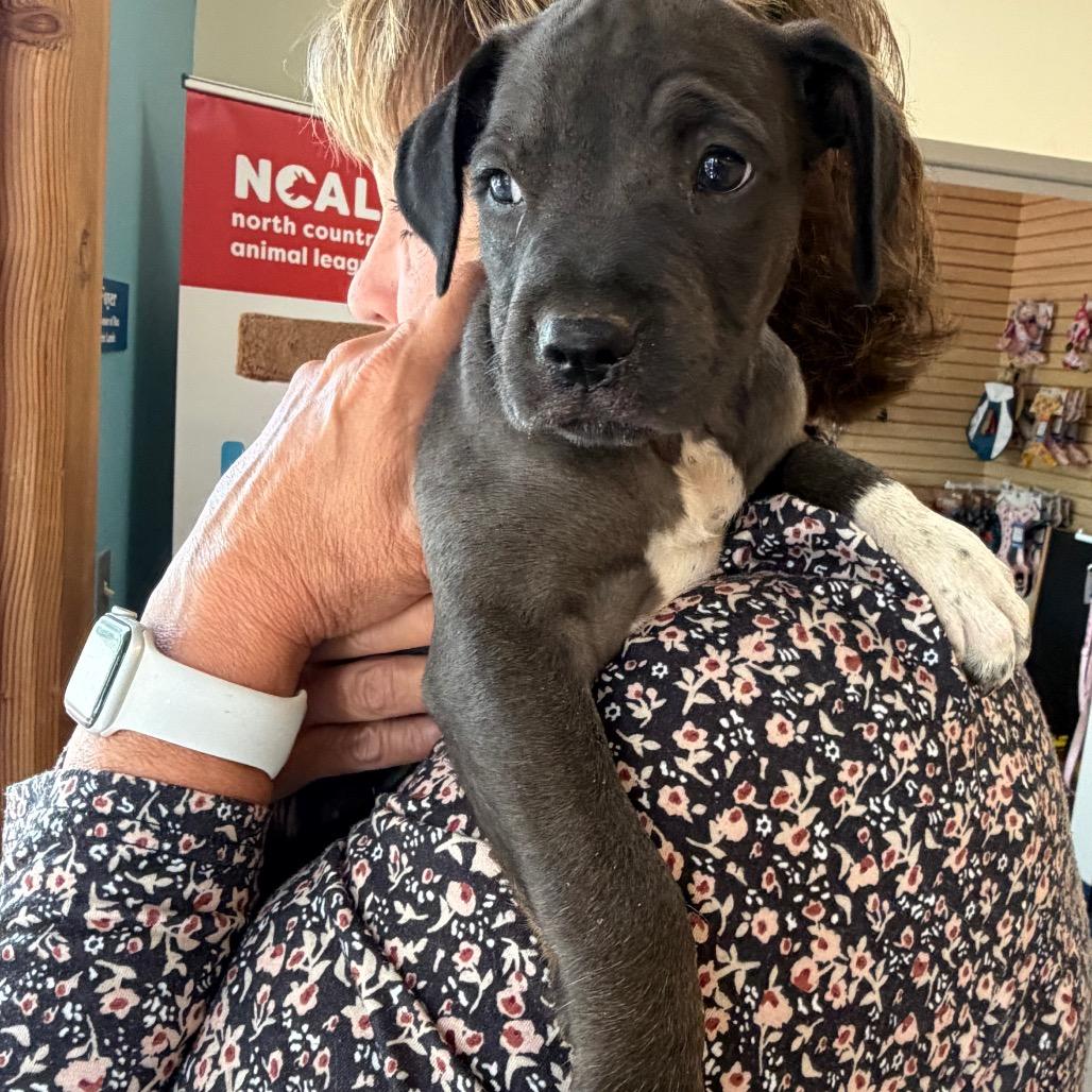 Oreo, a Adoptable Mixed Breed in Morrisville, VT image 3/4