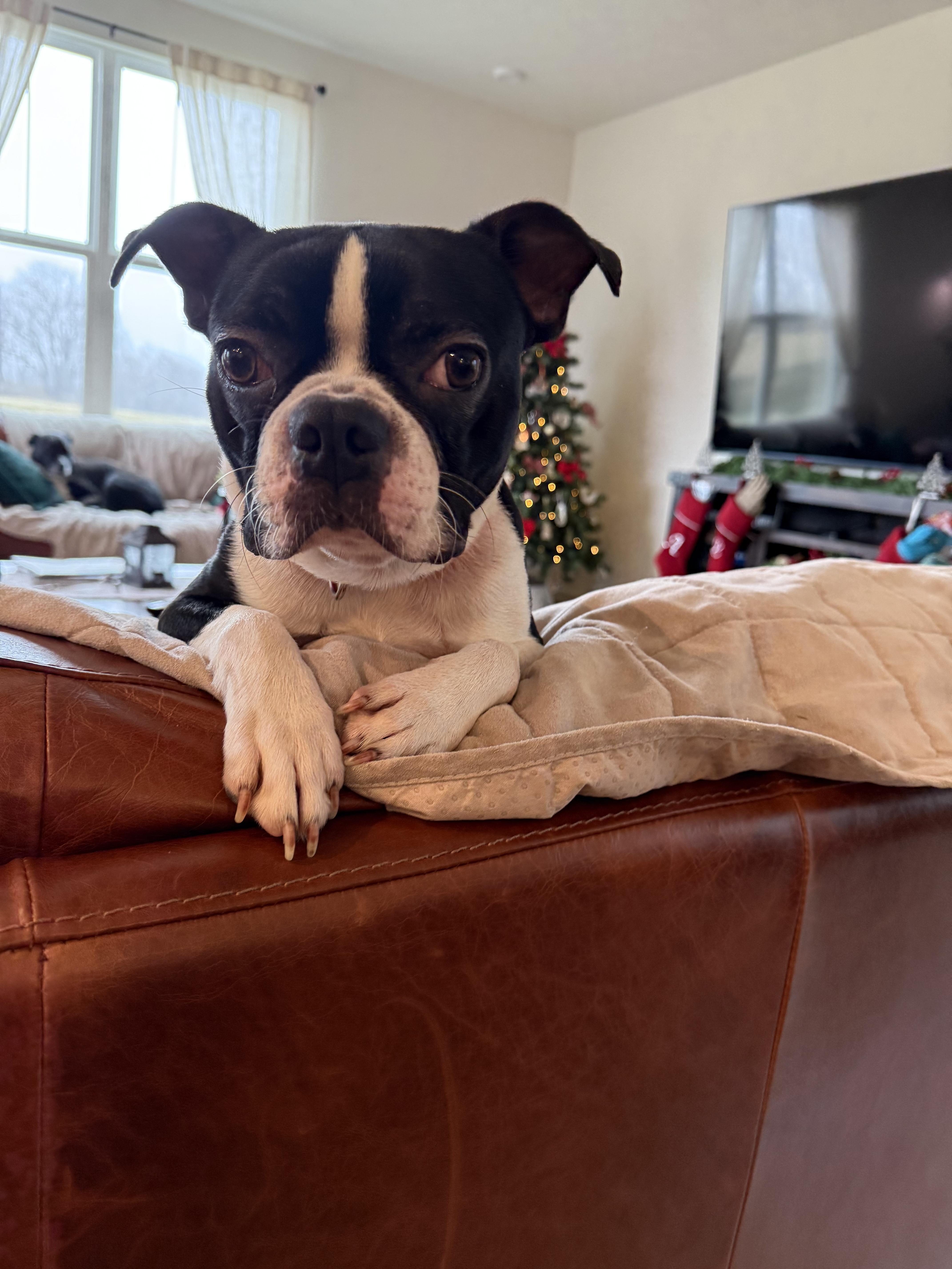 Kyle, a ADOPTABLE Boston Terrier in Whitestown, IN image 2/4