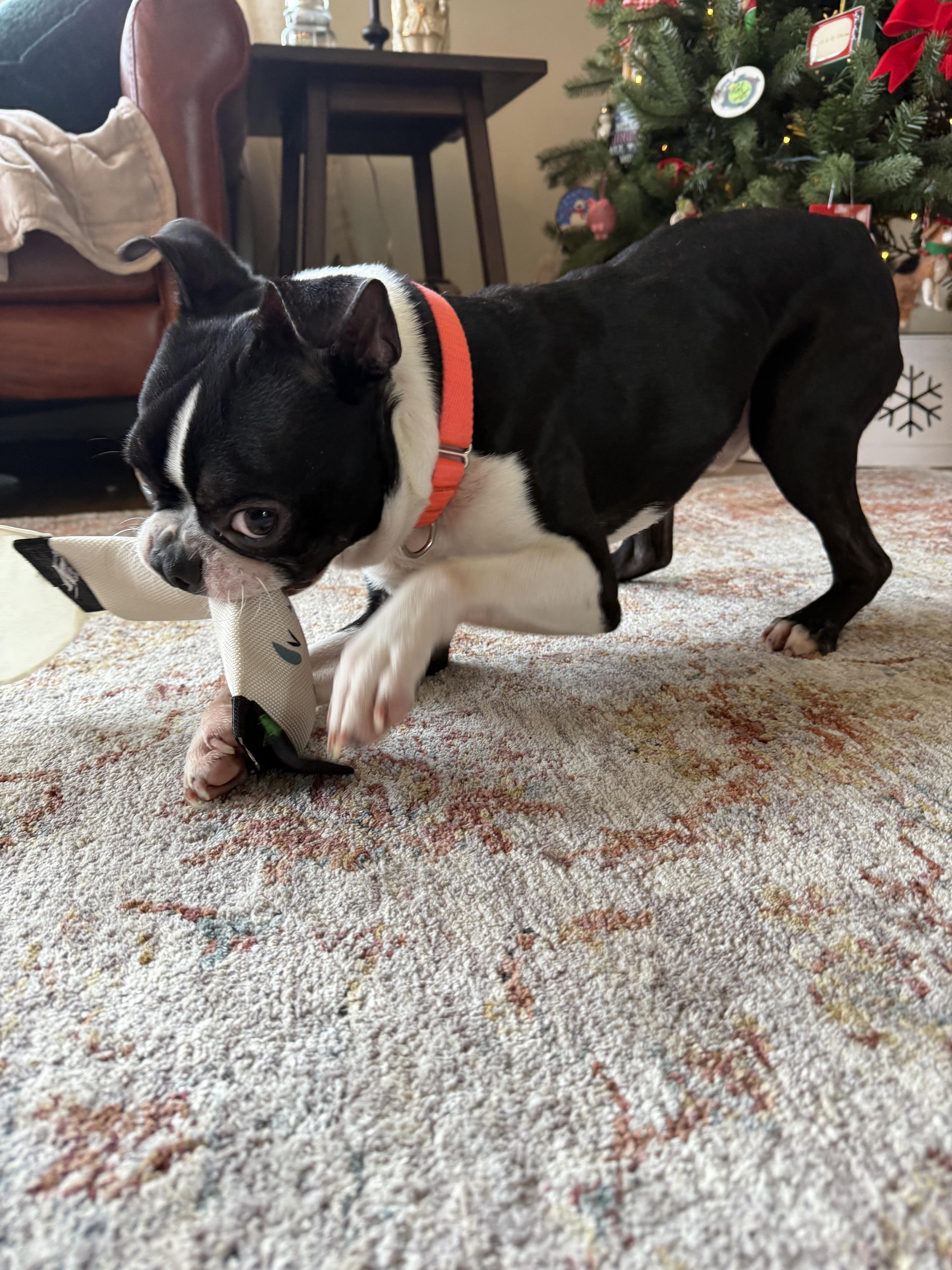 Kyle, ADOPTABLE, Young Male Boston Terrier.
