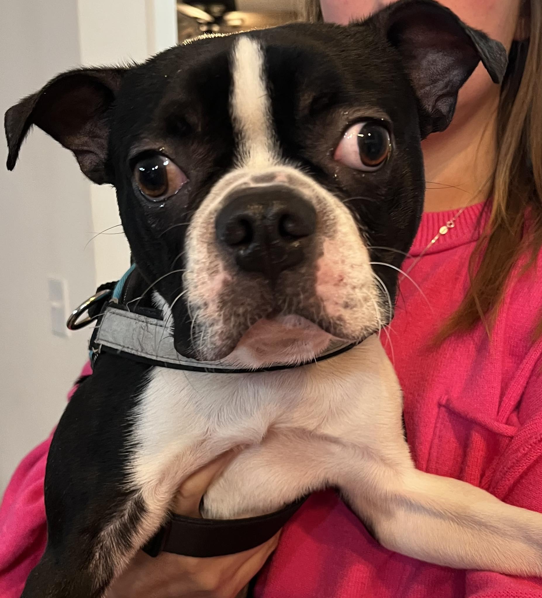 Kyle, a ADOPTABLE Boston Terrier in Whitestown, IN image 4/4