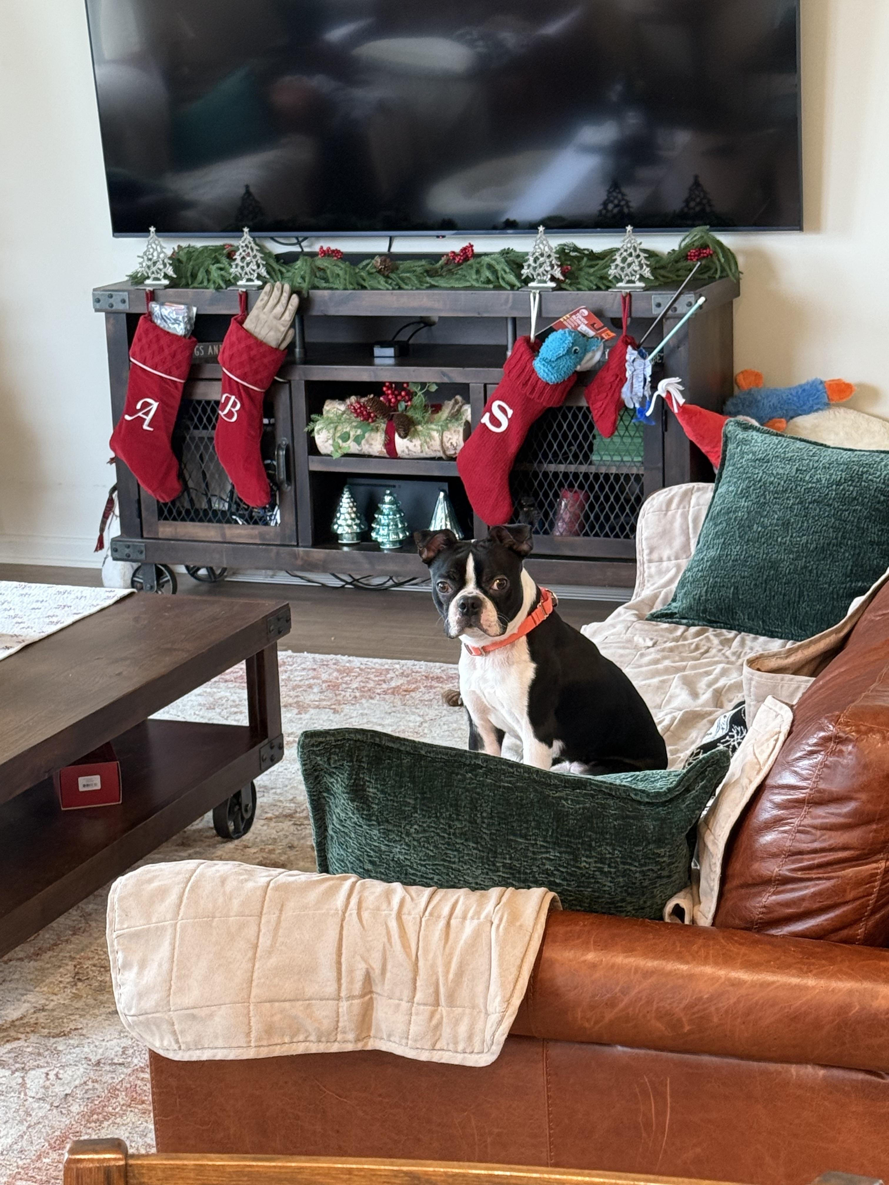 Kyle, a ADOPTABLE Boston Terrier in Whitestown, IN image 3/4