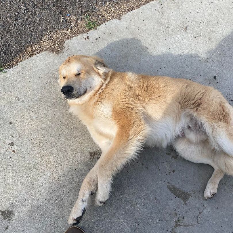 Enlarge Colorado, a Adopted mixed breed in Yreka, CA image 1/4