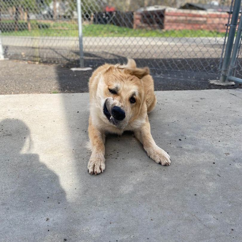 Enlarge Colorado, a Adopted mixed breed in Yreka, CA image 2/4