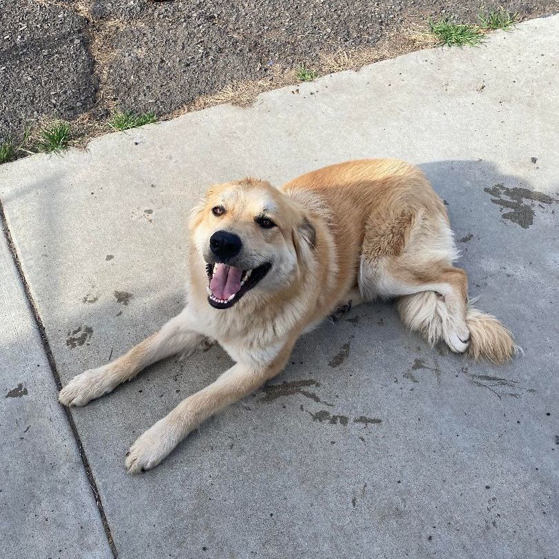 Enlarge Colorado, a Adopted mixed breed in Yreka, CA image 4/4