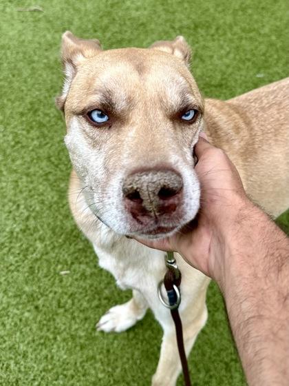 Houdini, Adoptable, Adult Male Pit Bull Terrier & Siberian Husky.