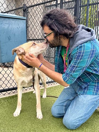 Enlarge Houdini, a Adoptable mixed breed in Wichita, KS image 3/3