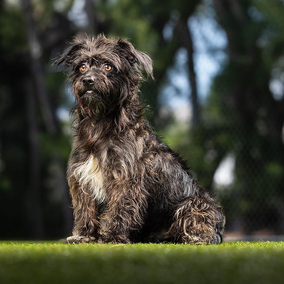 Enlarge Panther, a Adoptable mixed breed in Jupiter, FL image 2/4
