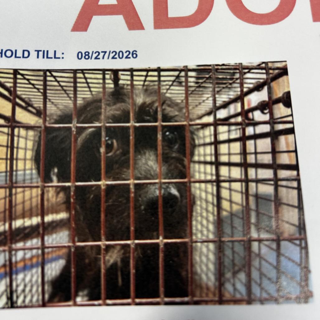 Enlarge Panther, a Adoptable mixed breed in Jupiter, FL image 3/4