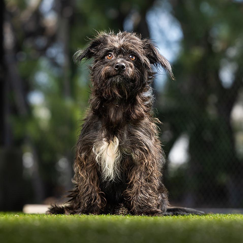 Enlarge Panther, a Adoptable mixed breed in Jupiter, FL image 4/4