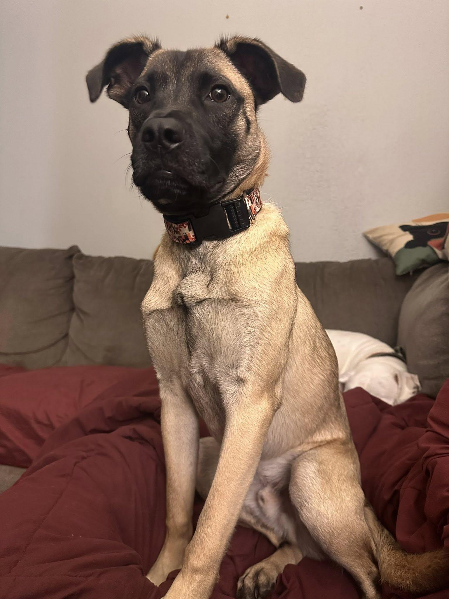 Koda, Adoptable, Young Male Belgian Shepherd / Malinois & Pug.