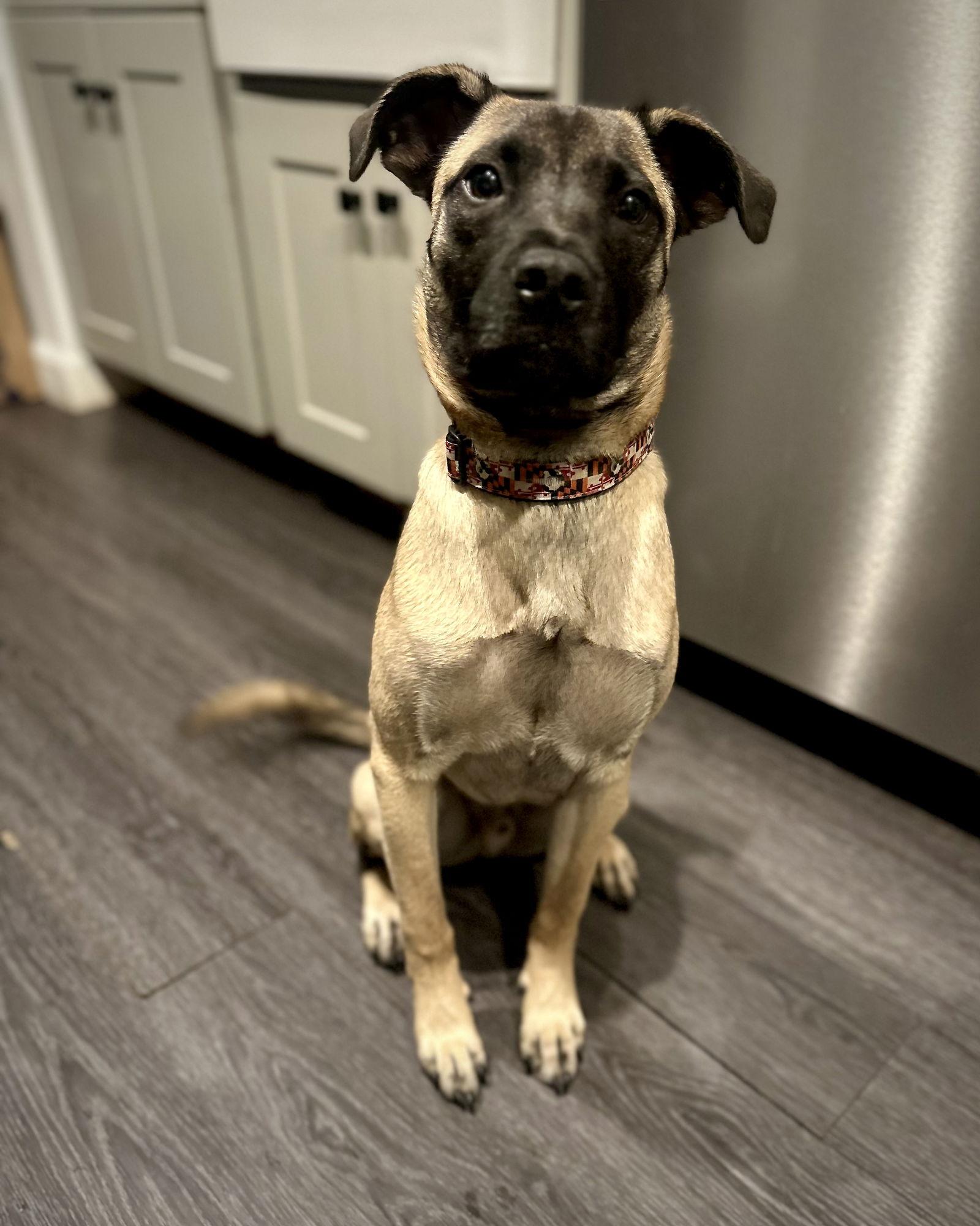 Enlarge Koda, a Adoptable mixed breed in Monticello, NY image 3/3