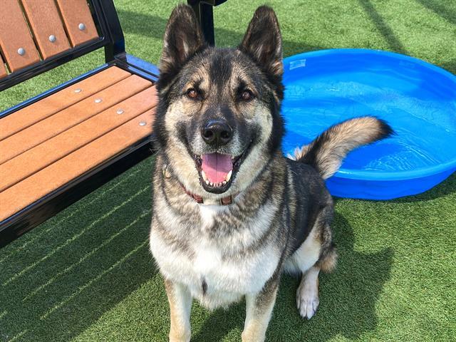 ROVER, Adoptable, Adult Male German Shepherd Dog.
