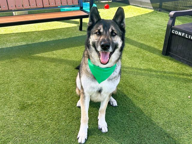 Enlarge ROVER, a Adoptable German Shepherd Dog in Tustin, CA image 1/1