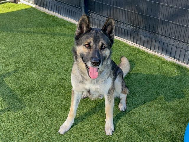 Enlarge ROVER, a Adoptable German Shepherd Dog in Tustin, CA image 1/1