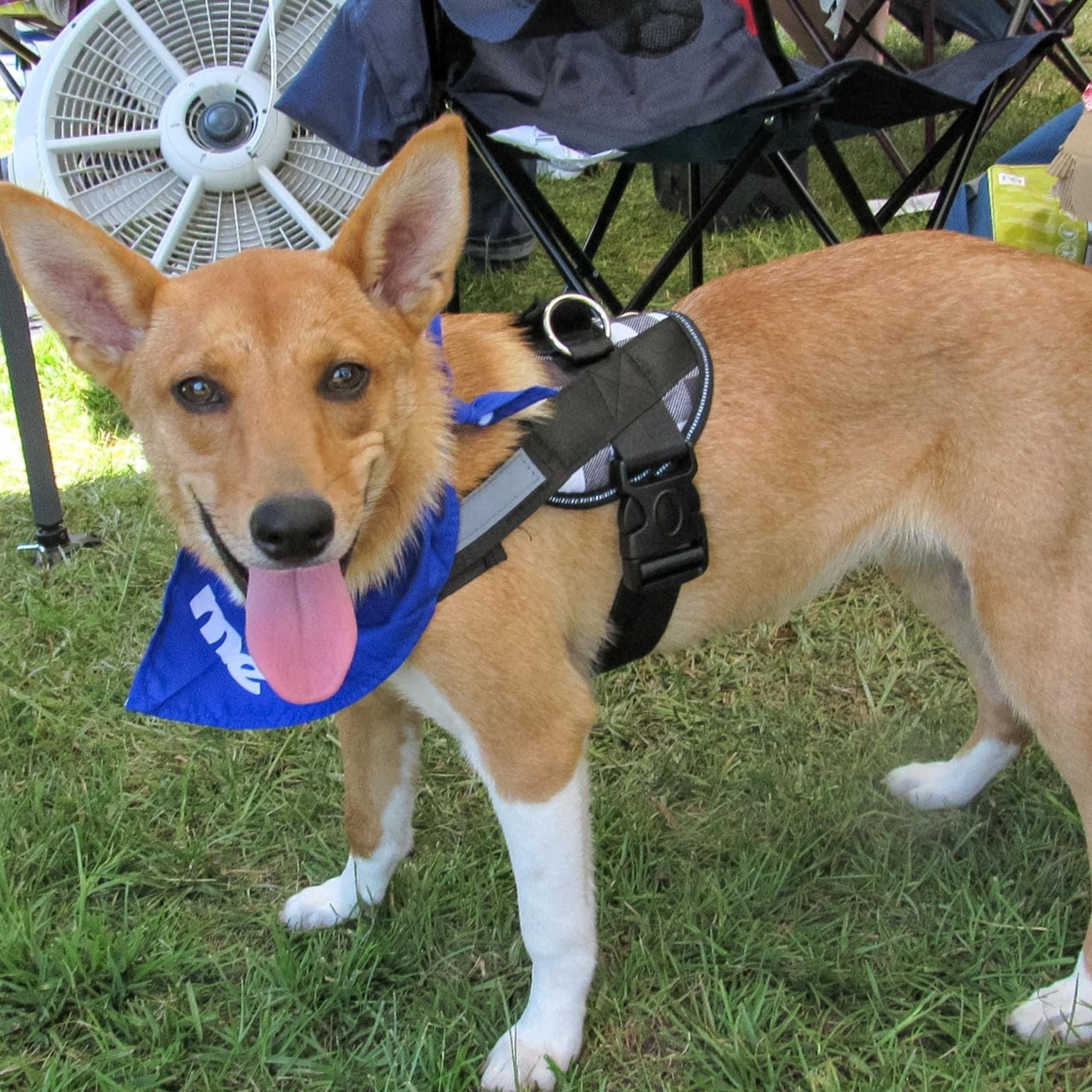 Enlarge Foxy, a Adopted mixed breed in Mount Meigs, AL image 3/4