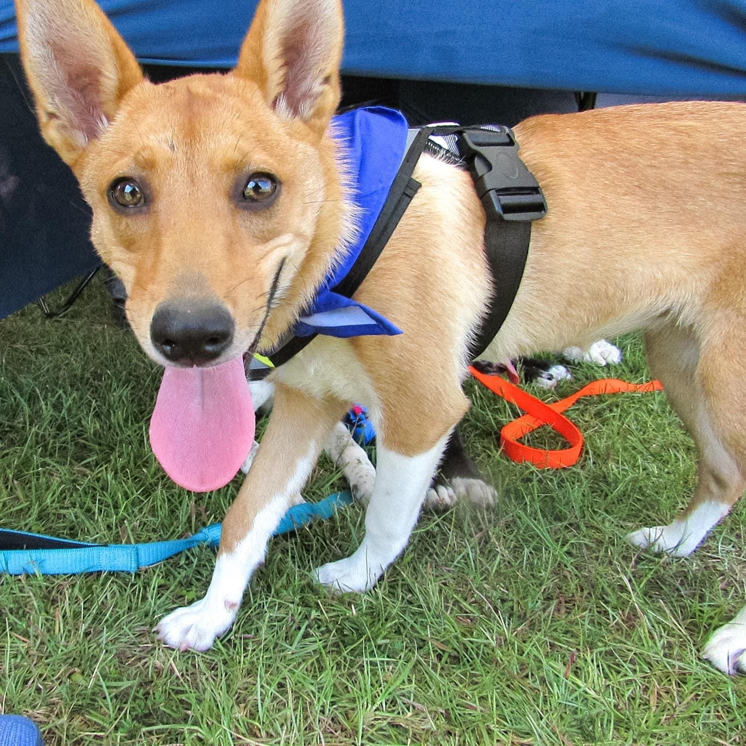 Enlarge Foxy, a Adopted mixed breed in Mount Meigs, AL image 2/4