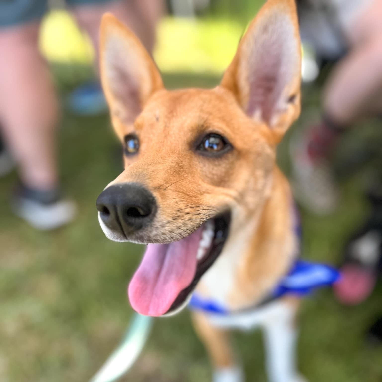 Enlarge Foxy, a Adopted mixed breed in Mount Meigs, AL image 1/4