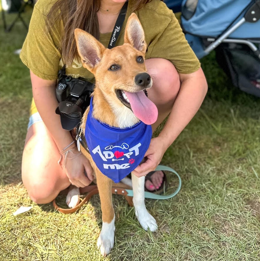 Enlarge Foxy, a Adopted mixed breed in Mount Meigs, AL image 4/4