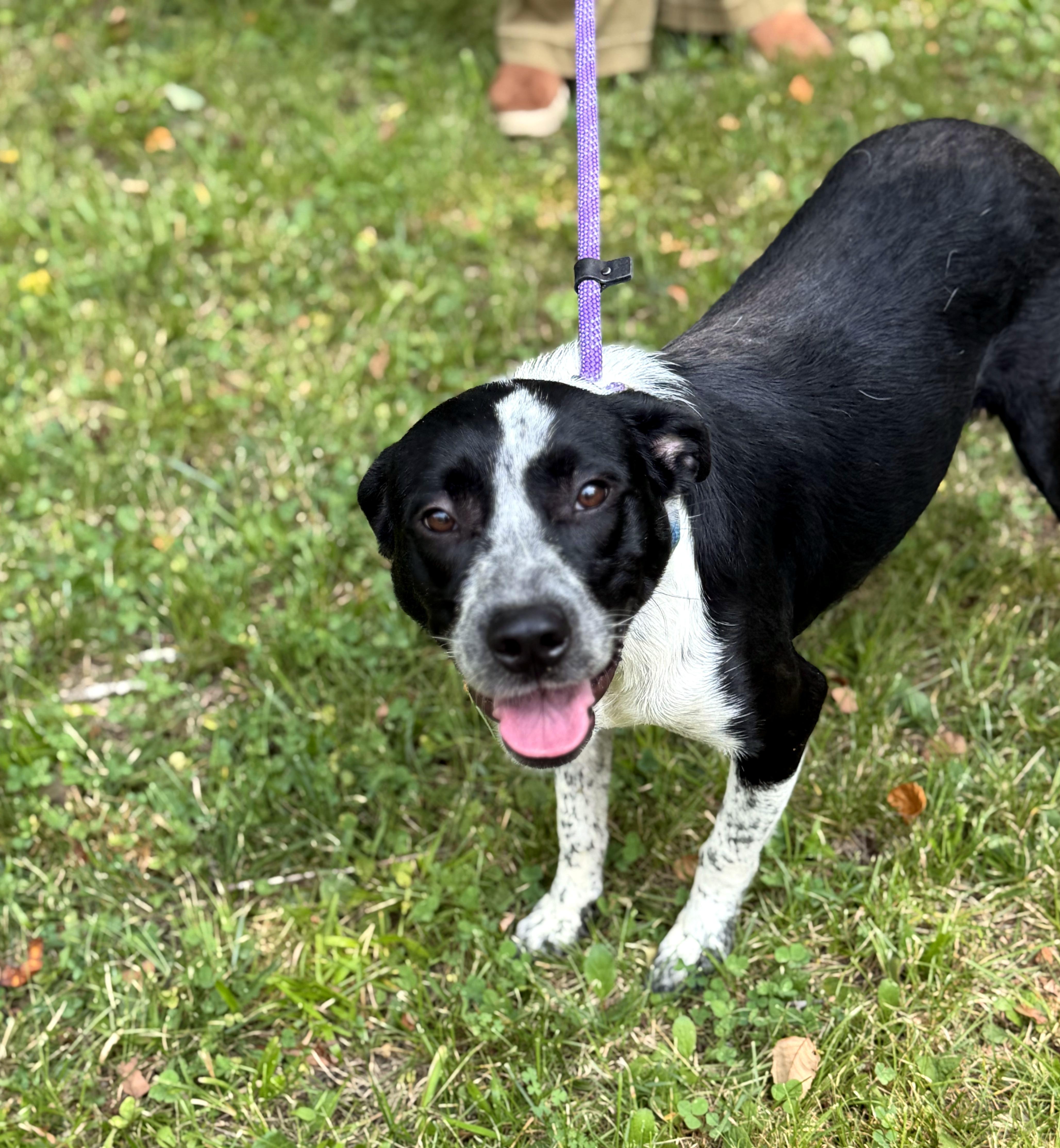 Neveah, ADOPTABLE, Young Female Border Collie & Australian Cattle Dog / Blue Heeler.