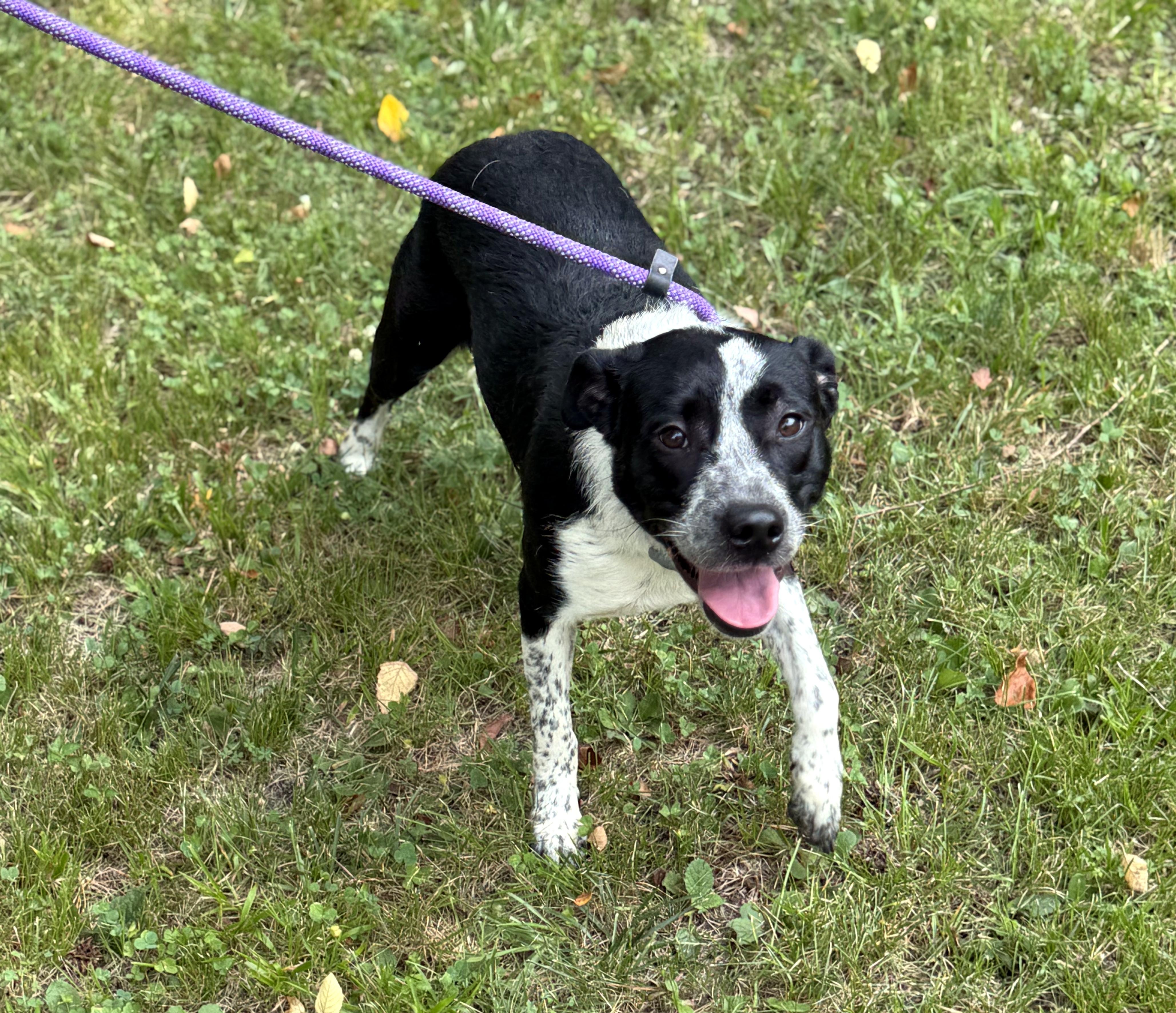 Enlarge Neveah, a ADOPTABLE mixed breed in Petersburg, VA image 2/6