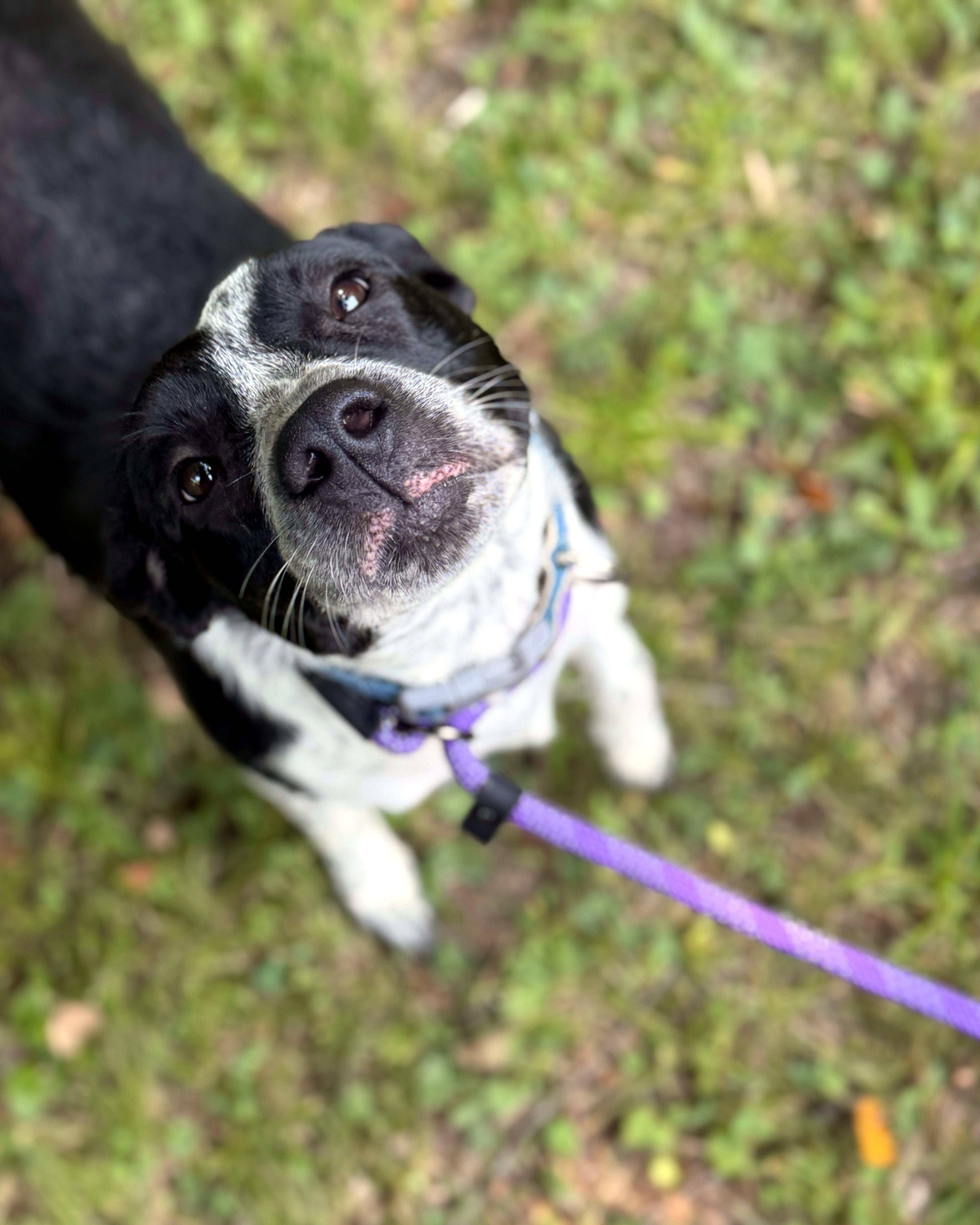 Enlarge Neveah, a ADOPTABLE mixed breed in Petersburg, VA image 6/6