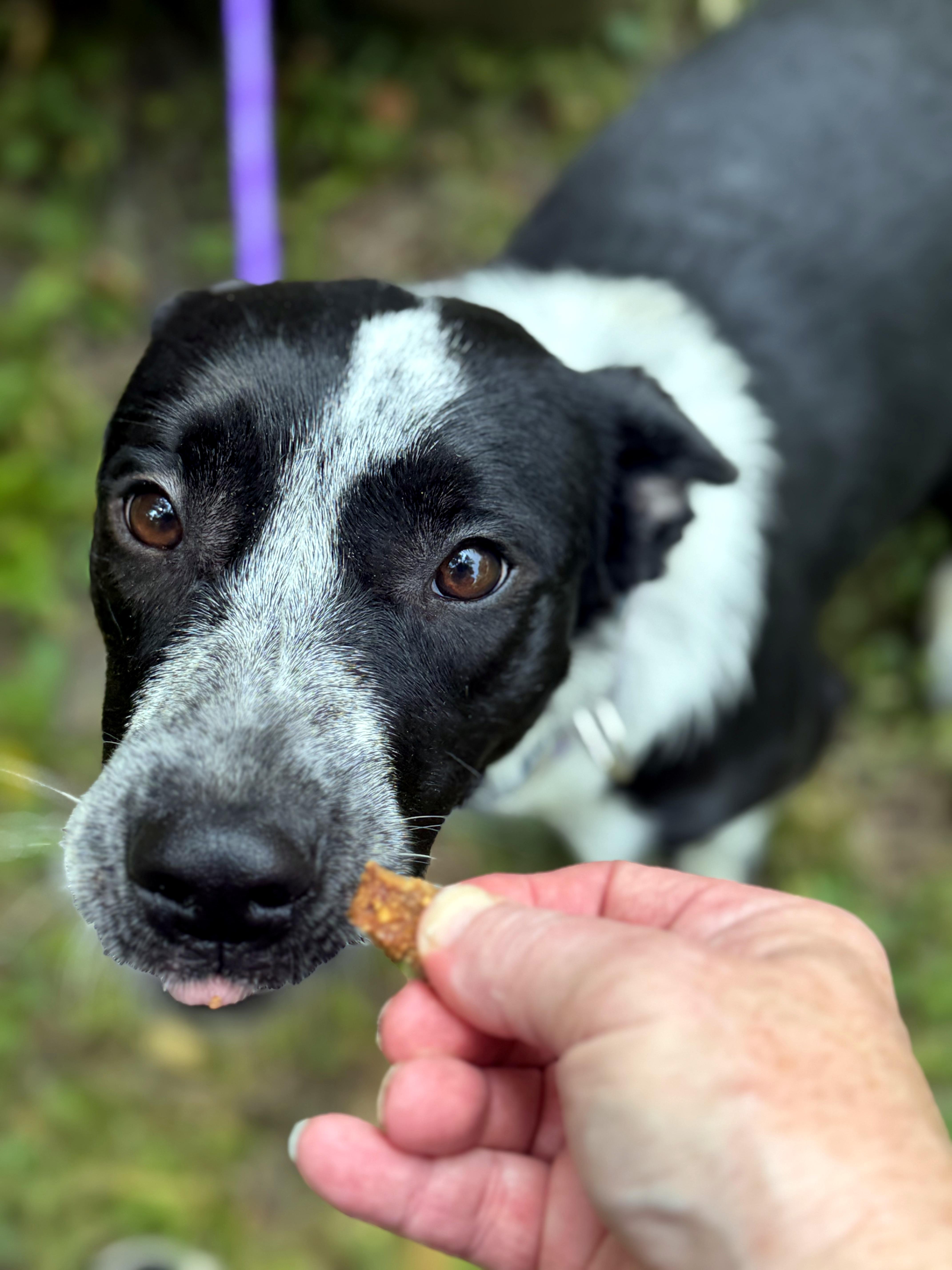 Enlarge Neveah, a ADOPTABLE mixed breed in Petersburg, VA image 3/6