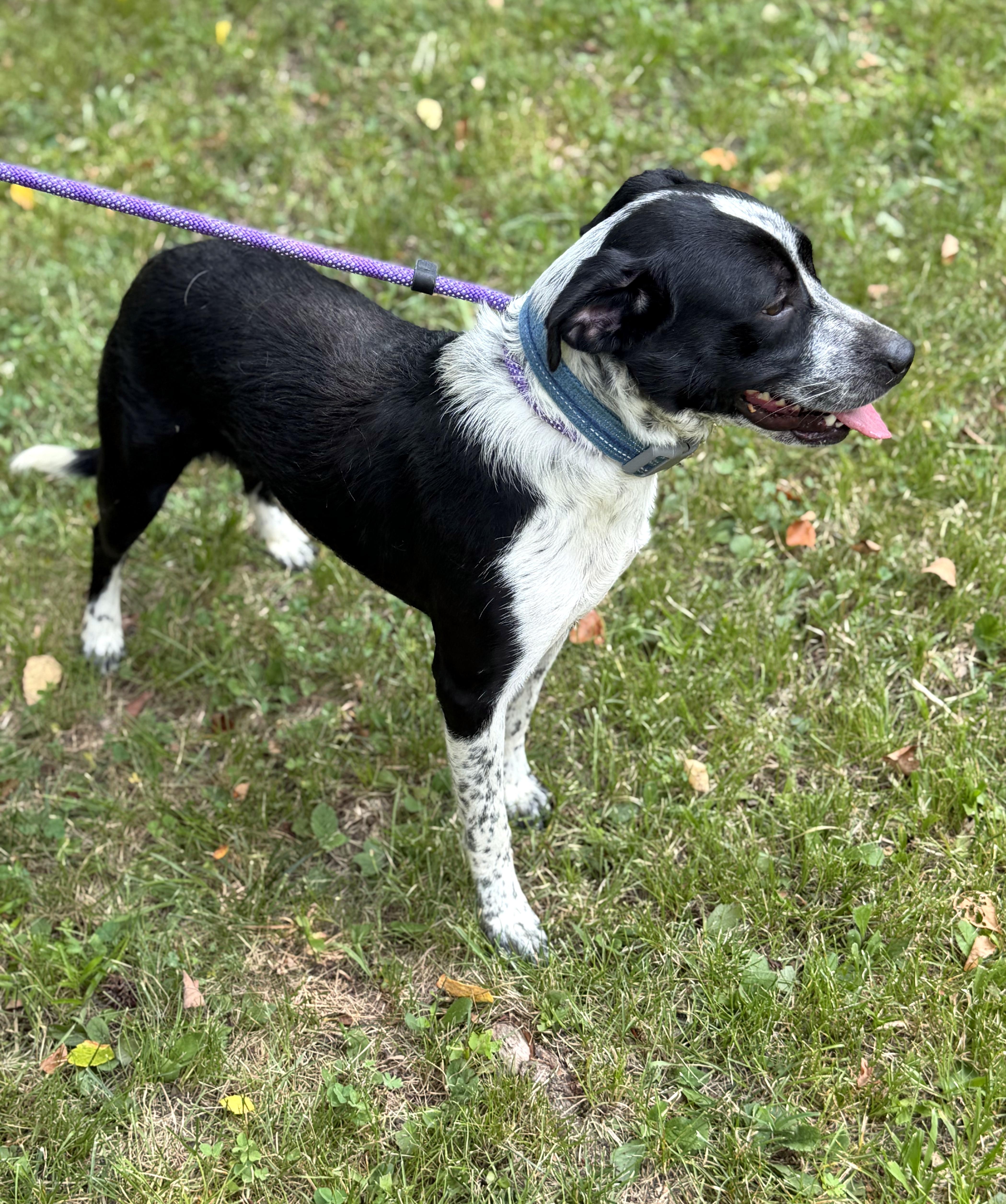 Enlarge Neveah, a ADOPTABLE mixed breed in Petersburg, VA image 5/6