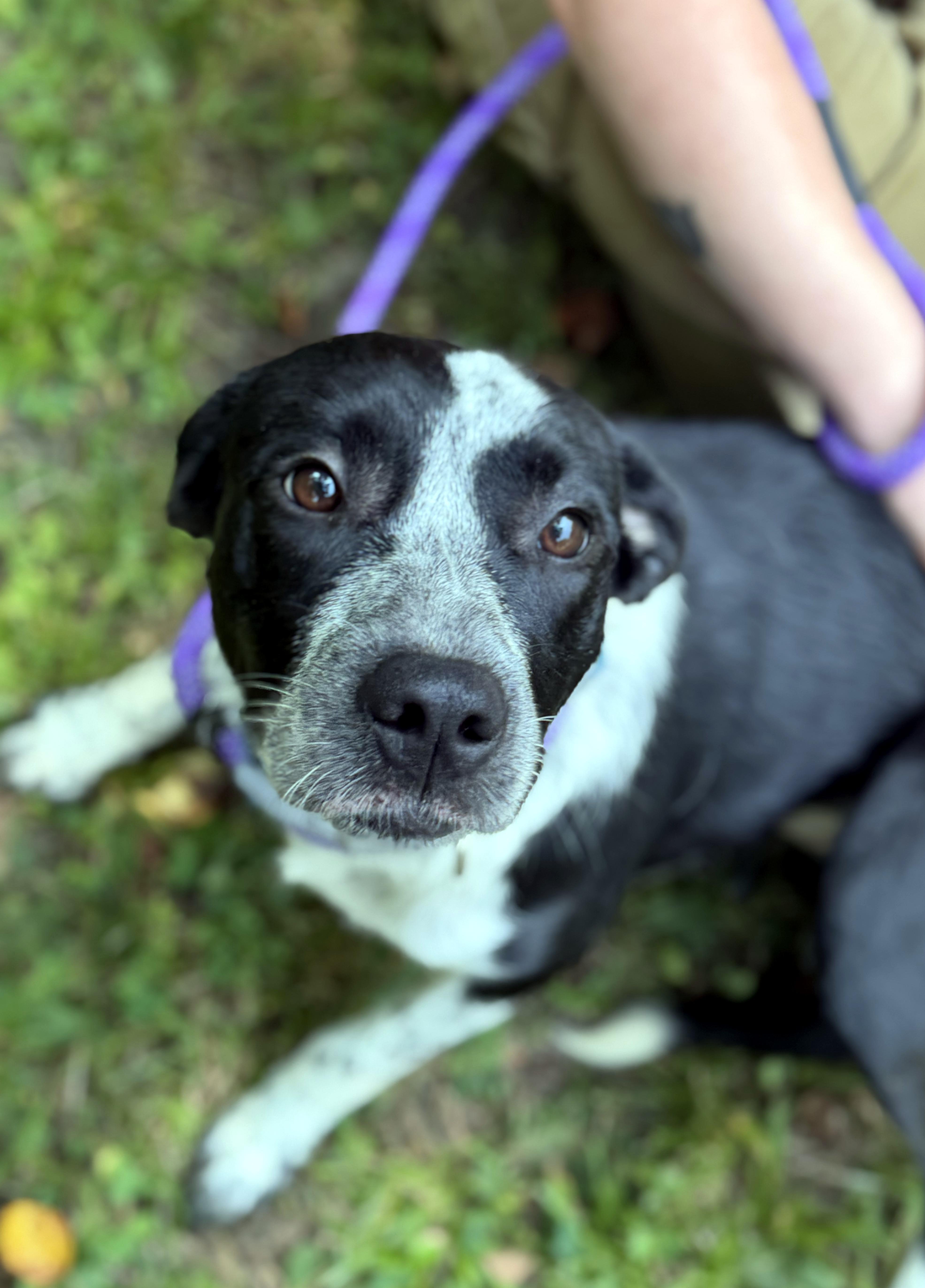 Enlarge Neveah, a ADOPTABLE mixed breed in Petersburg, VA image 4/6