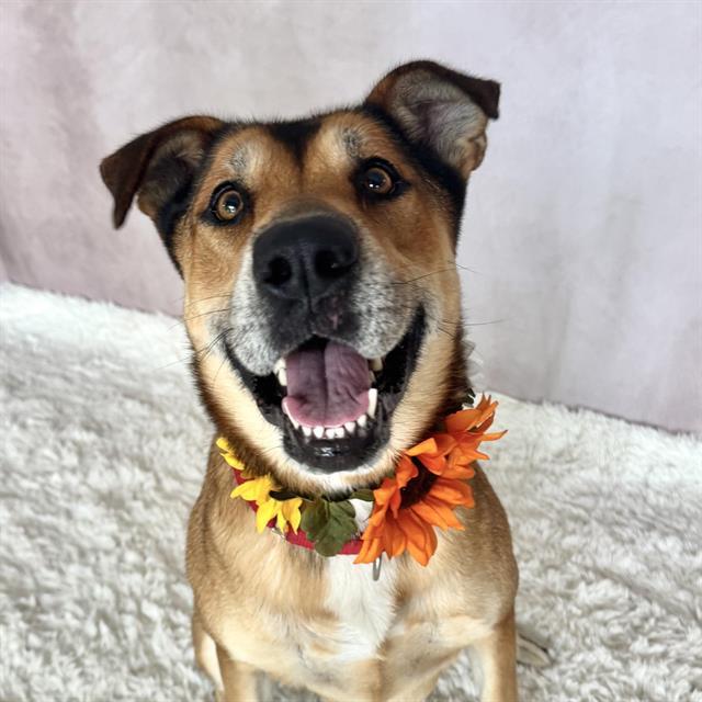 DUMPLING, Adoptable, Adult Female German Shepherd Dog.