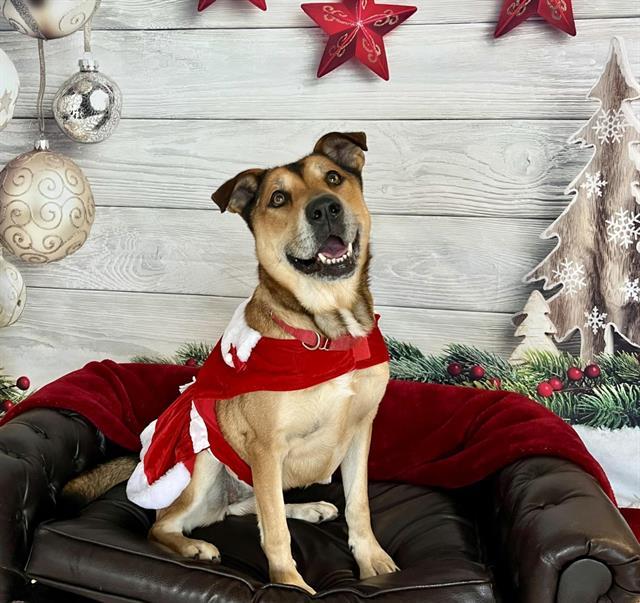 DUMPLING, Adoptable, Adult Female German Shepherd Dog.