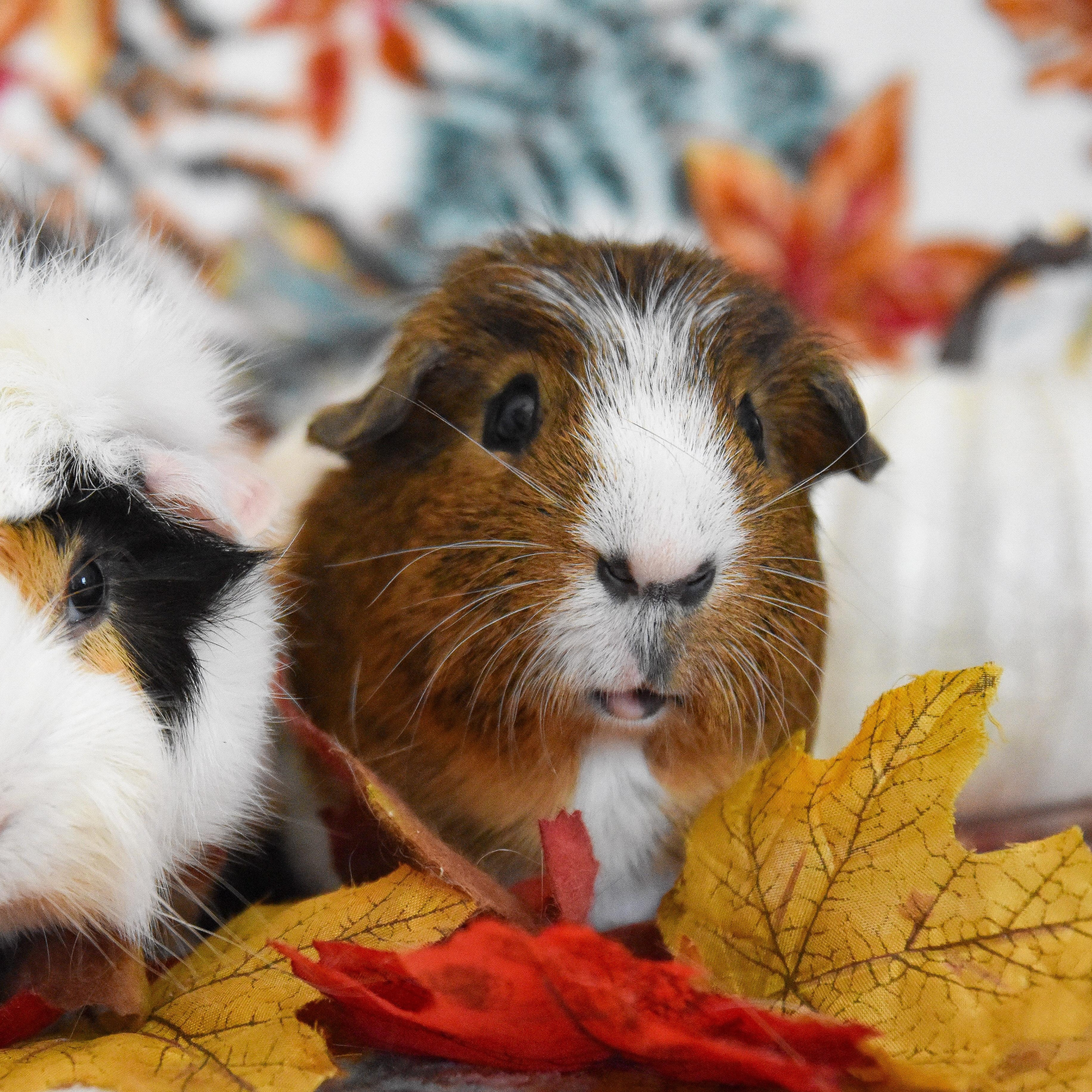 Papalatte, Adoptable, Adult Male Short-Haired.