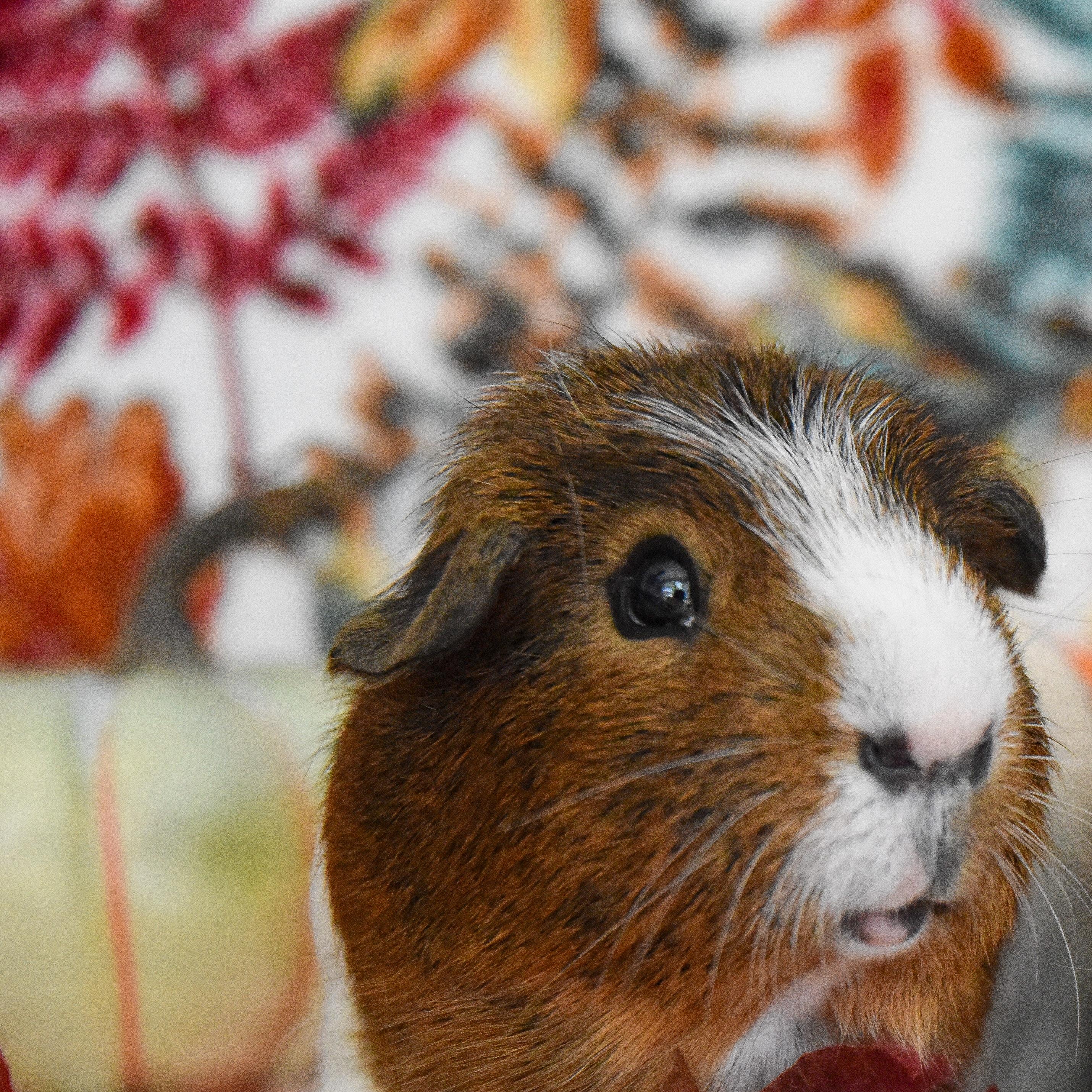 Enlarge Papalatte, a Adoptable Short-Haired in Walnut Grove, CA image 2/2