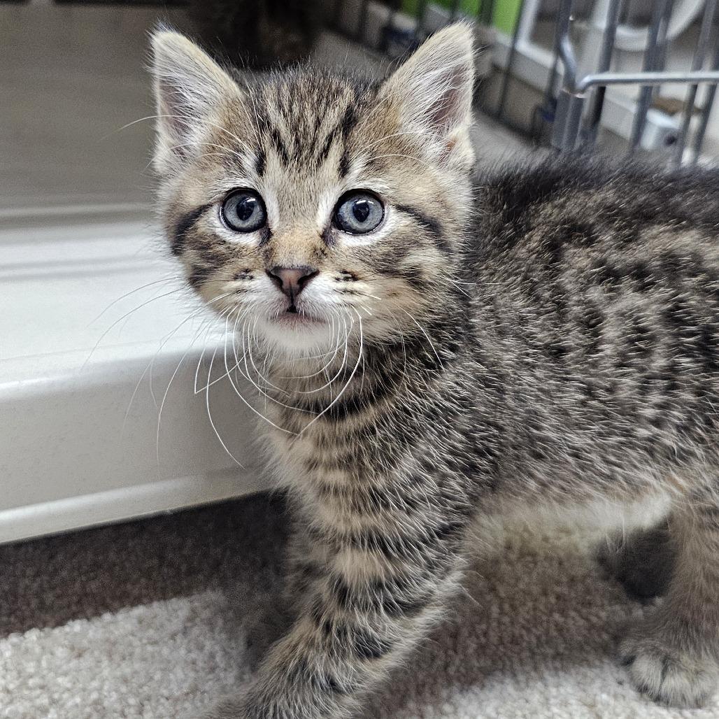Cocoa, Adoptable, Kitten Female Domestic Short Hair.