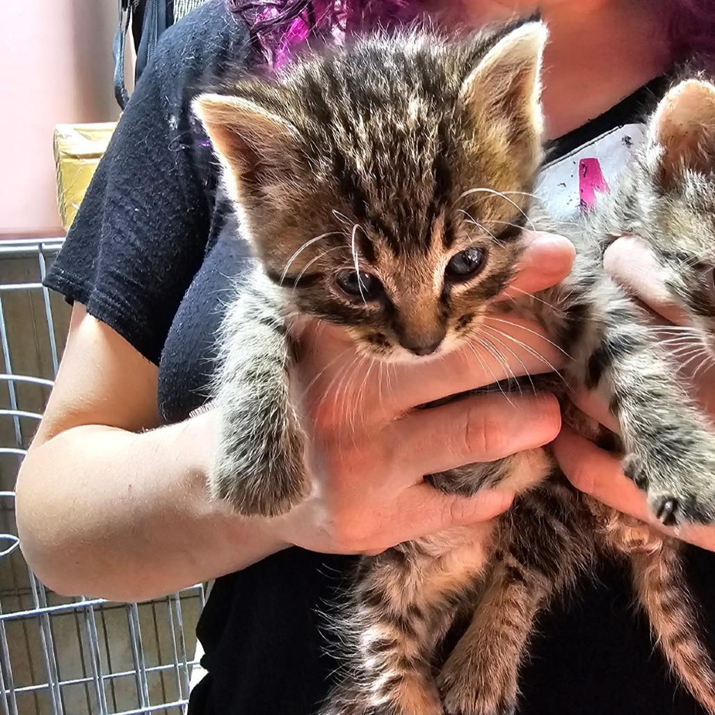 Cocoa, Adoptable, Kitten Female Domestic Short Hair.