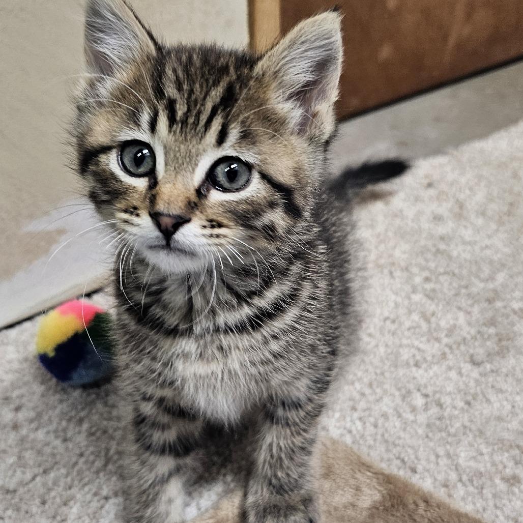 Enlarge Cocoa, a Adoptable Domestic Short Hair in FAIRWAY, KS image 2/5