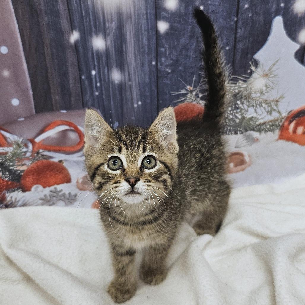 Enlarge Cocoa, a Adoptable Domestic Short Hair in FAIRWAY, KS image 3/5