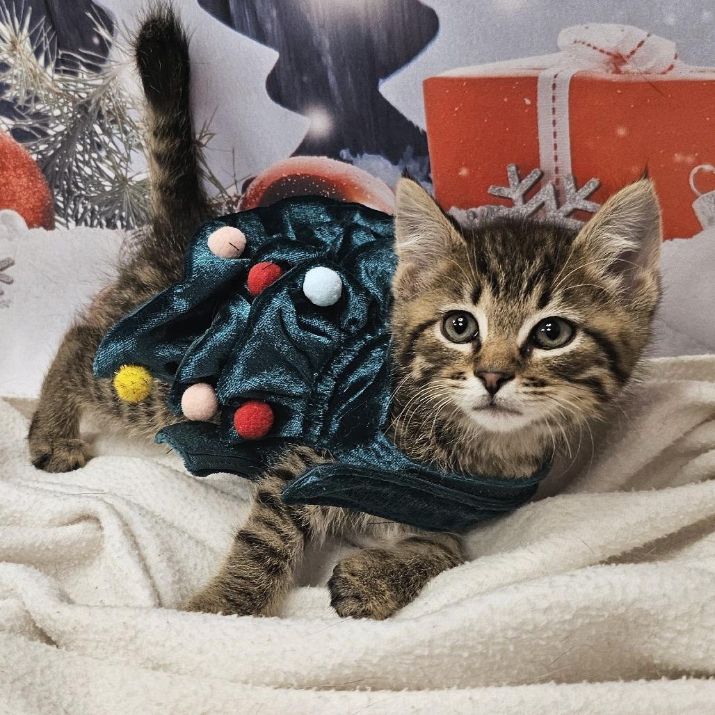 Enlarge Cocoa, a Adoptable Domestic Short Hair in FAIRWAY, KS image 4/5