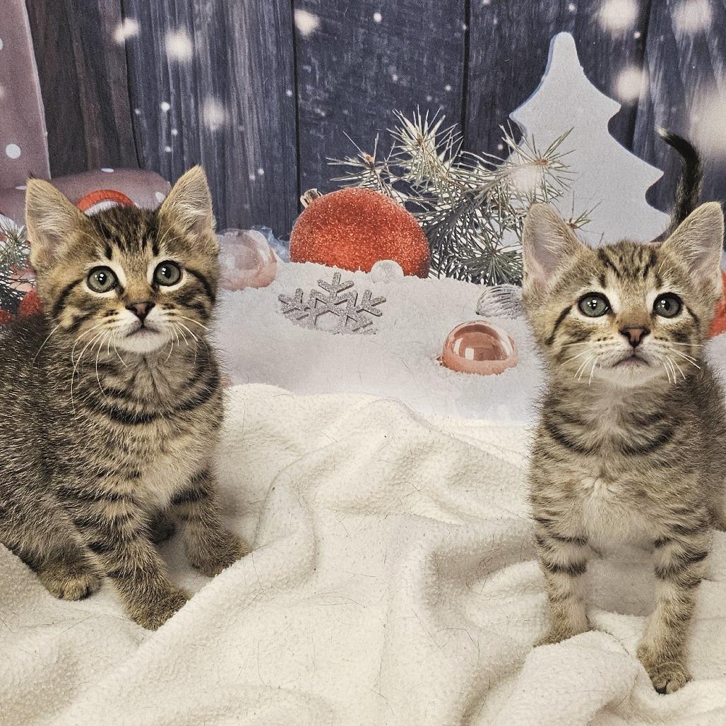 Enlarge Cocoa, a Adoptable Domestic Short Hair in FAIRWAY, KS image 5/5