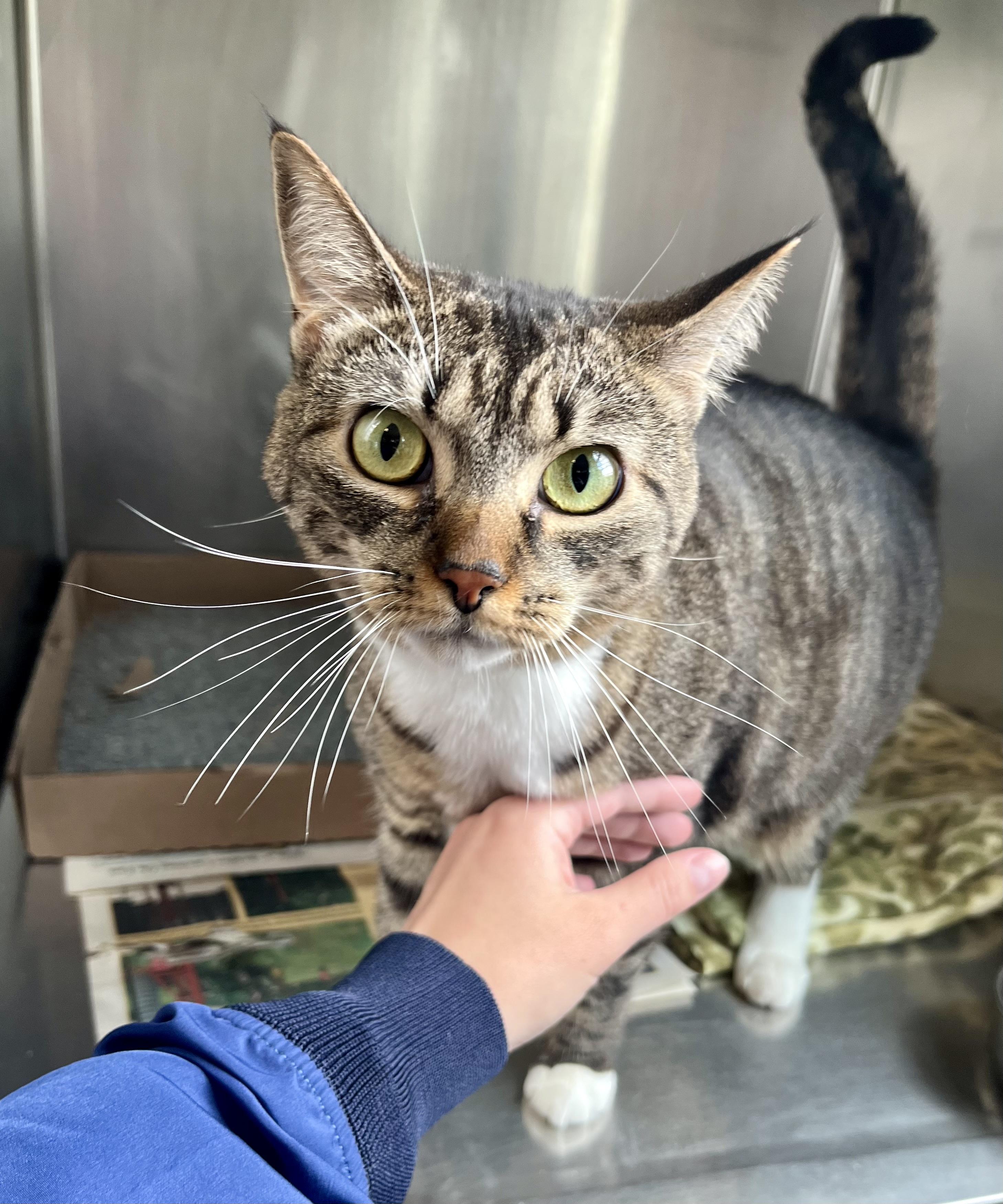 Fanny, adopted, Adult Female Domestic Short Hair.