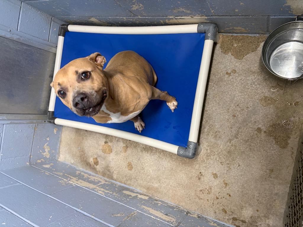 Nada, Adoptable, Adult Female Pit Bull Terrier.