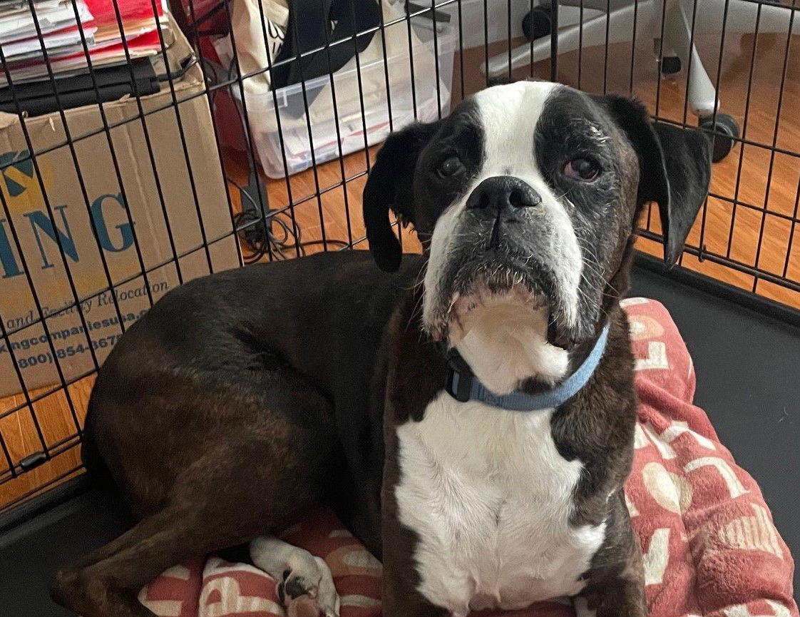 Duke F25-024, Adopted, Senior Male Boxer.