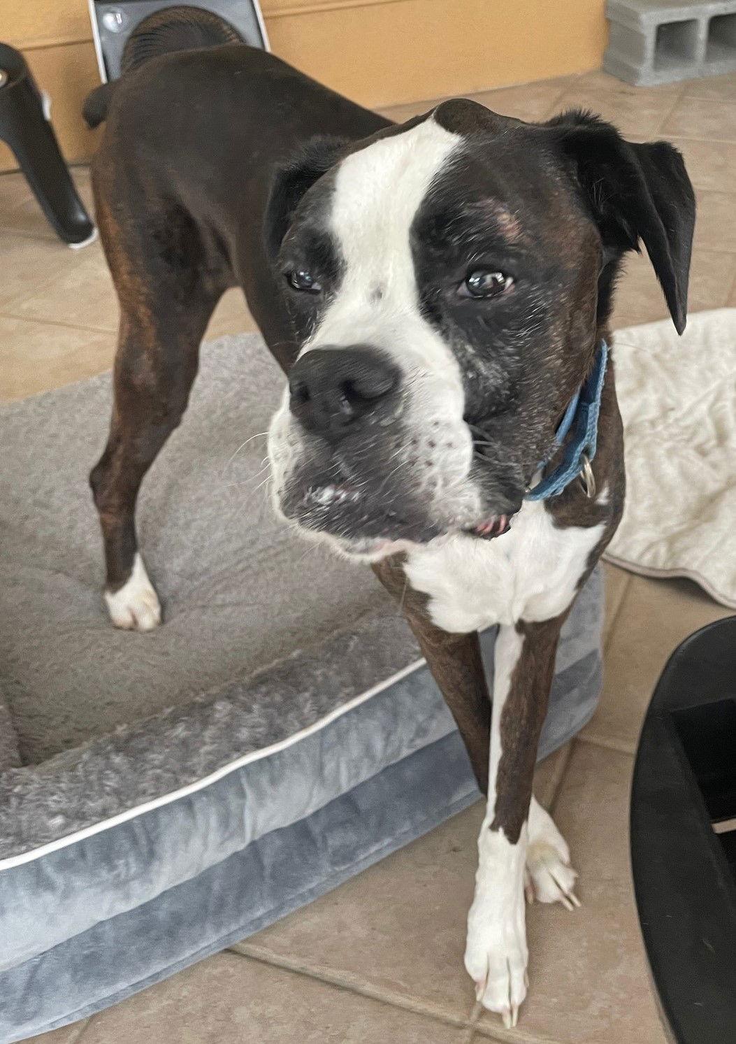 Duke F25-024, a Adopted Boxer in Crestview, FL image 2/3