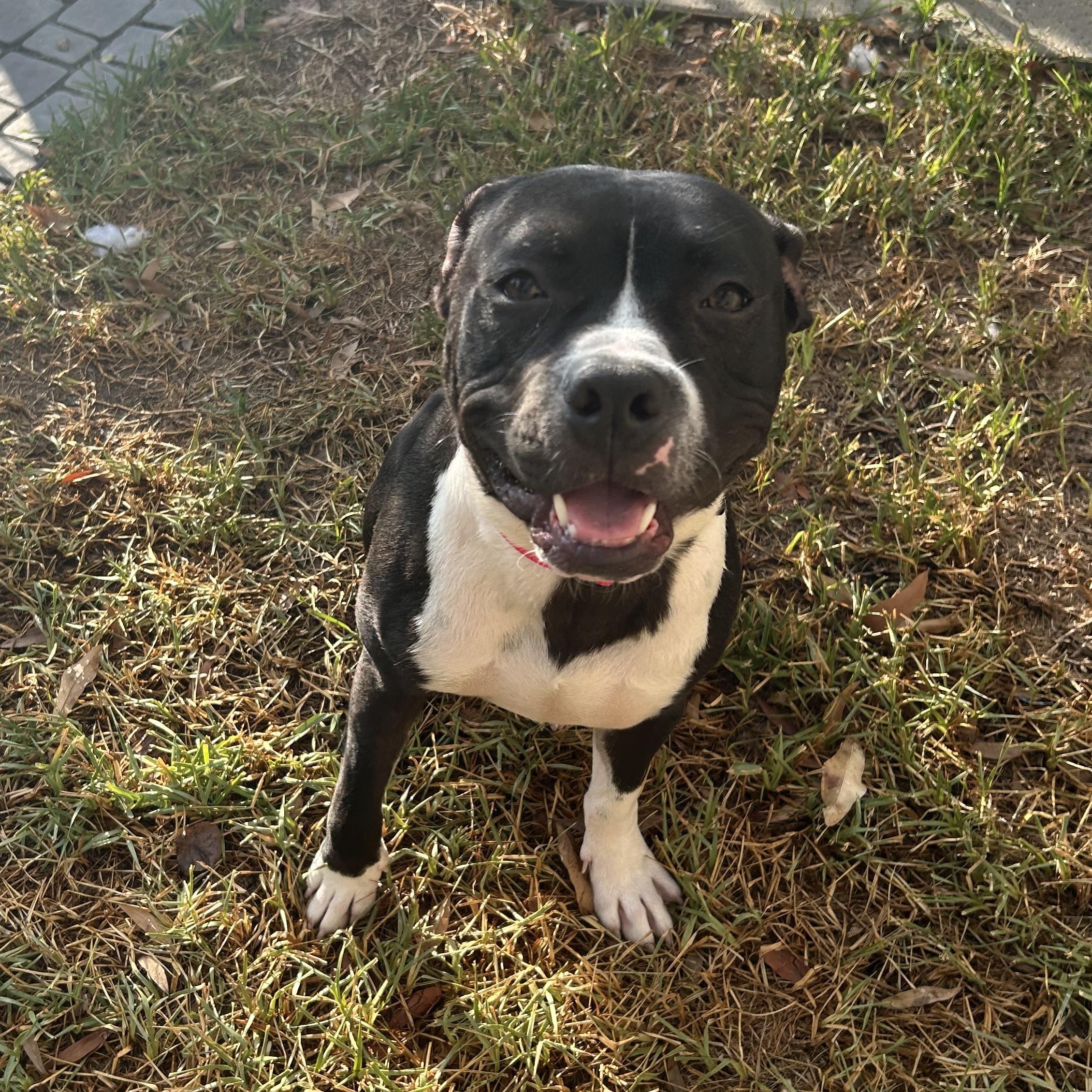 Enlarge Bandit, a Adoptable mixed breed in Houston, TX image 1/5